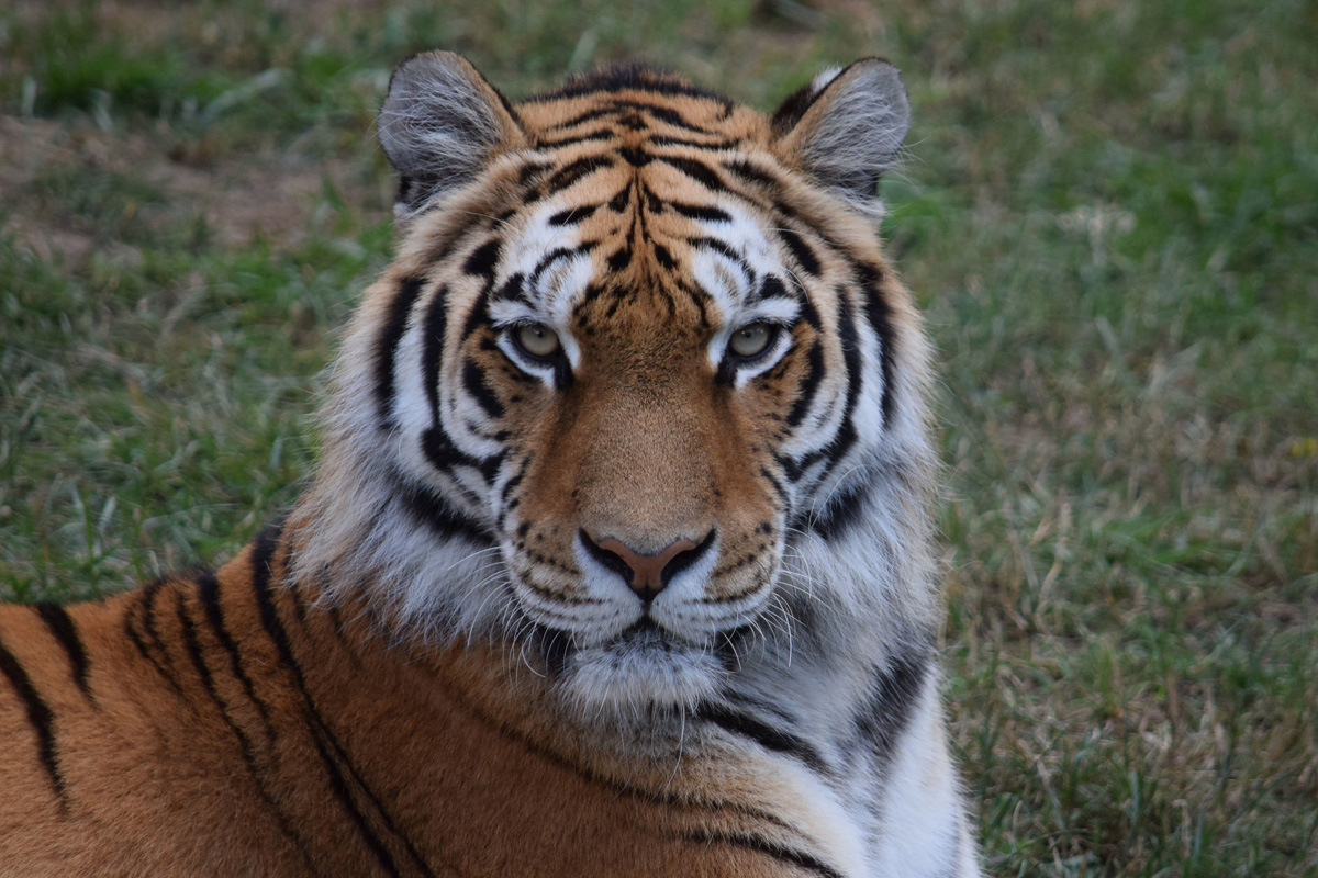 Der Zoo Safari de Peaugres